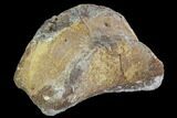 Hadrosaur (Duck-Billed Dinosaur) Toe Bone - North Dakota #88736-1
